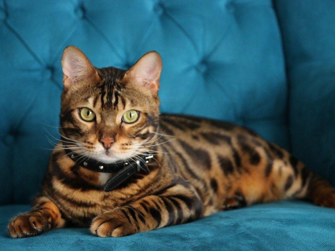 Bengal Cat